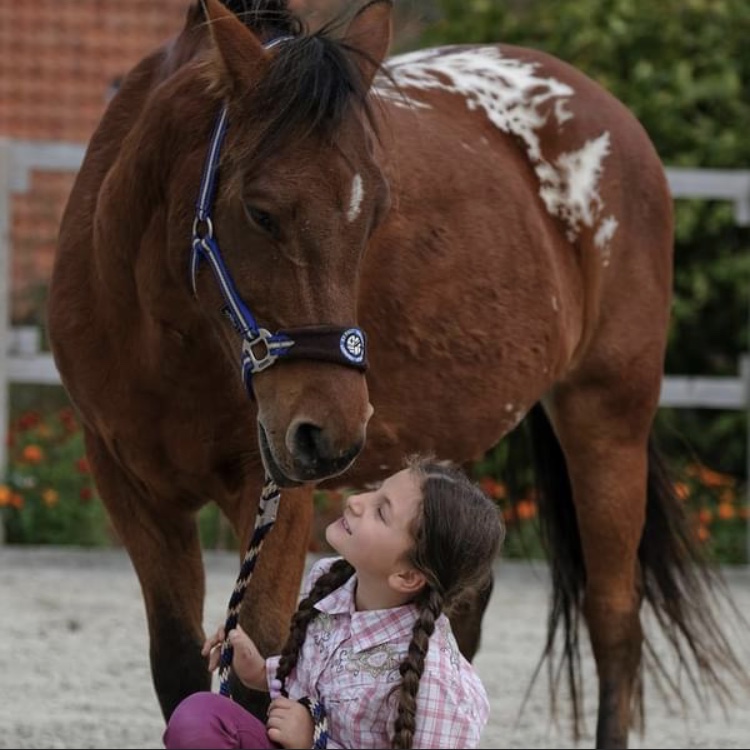 Pflege der Pferde